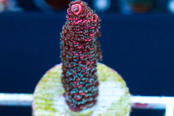 Kraken 20at net